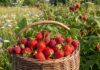 Секреты богатого урожая малины и клубники: что нужно сделать осенью
